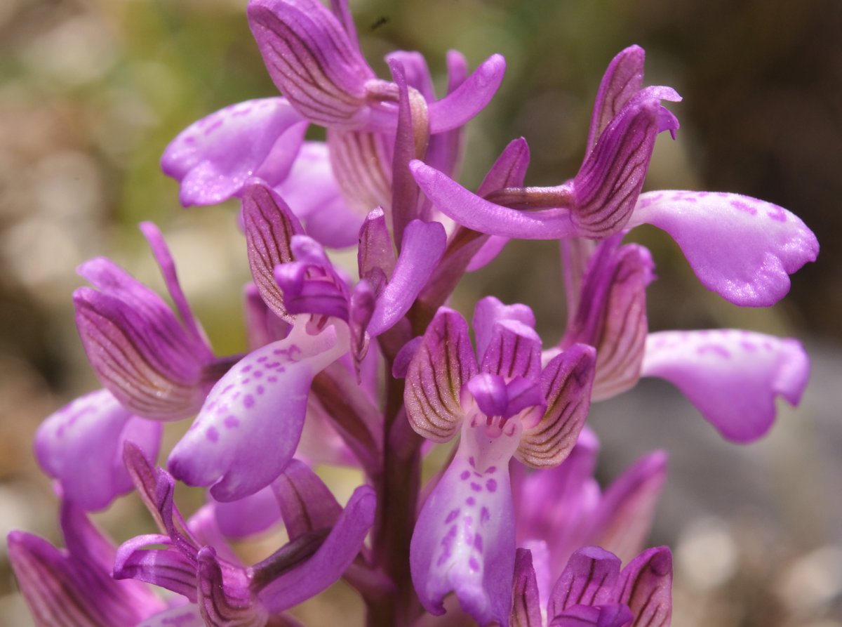 Ultime orchidee per quest''anno - Dalla Grecia con passione
